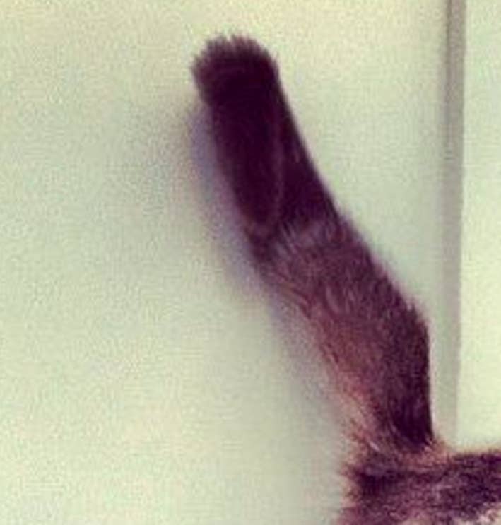 You Won’t Believe What This Cat Did