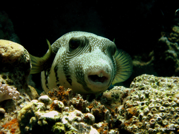 14 Cute Fishies Who Just Want To Be Your Friend