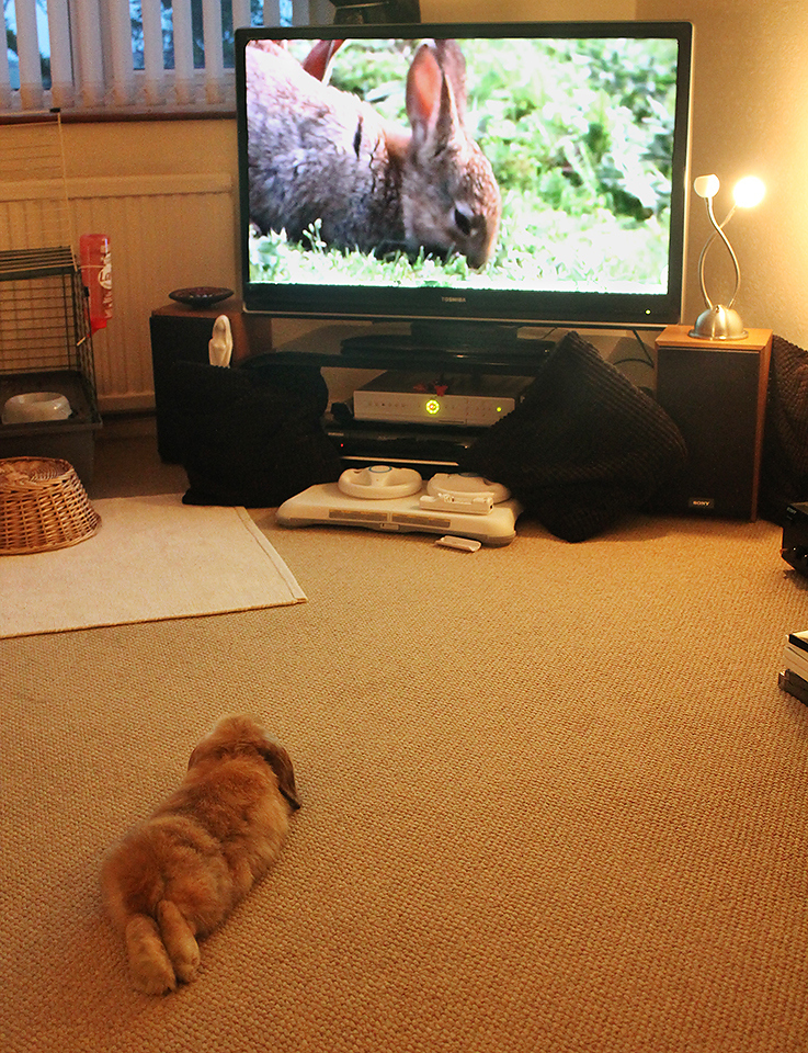 And the TV, too. Photo by Jamie Nunn