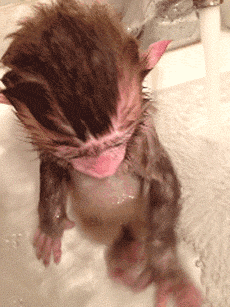 You're not this monkey, are you?