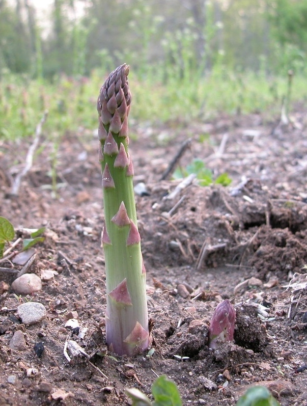 Asparagus comes straight up out of the damn ground like the hand popping out of the grave at the end of Carrie.
