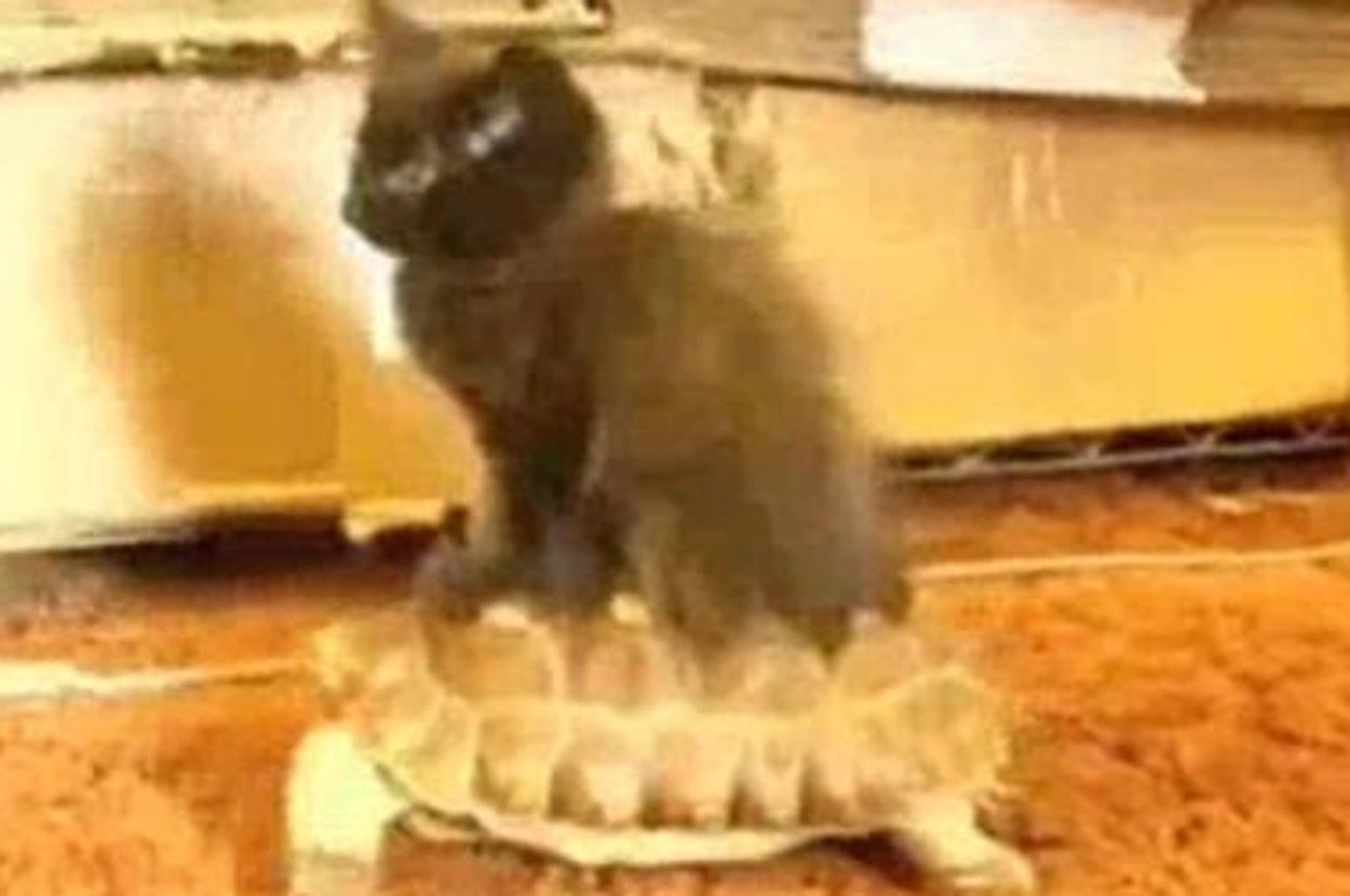 Mouse Ridding Turtle The Definitive Ranking Of Animals Riding On Turtles*