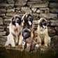 hillhavenleonbergers profile picture