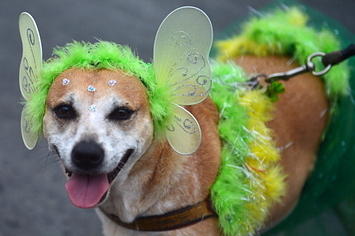 14 cachorros que já estão totalmente preparados para o carnaval