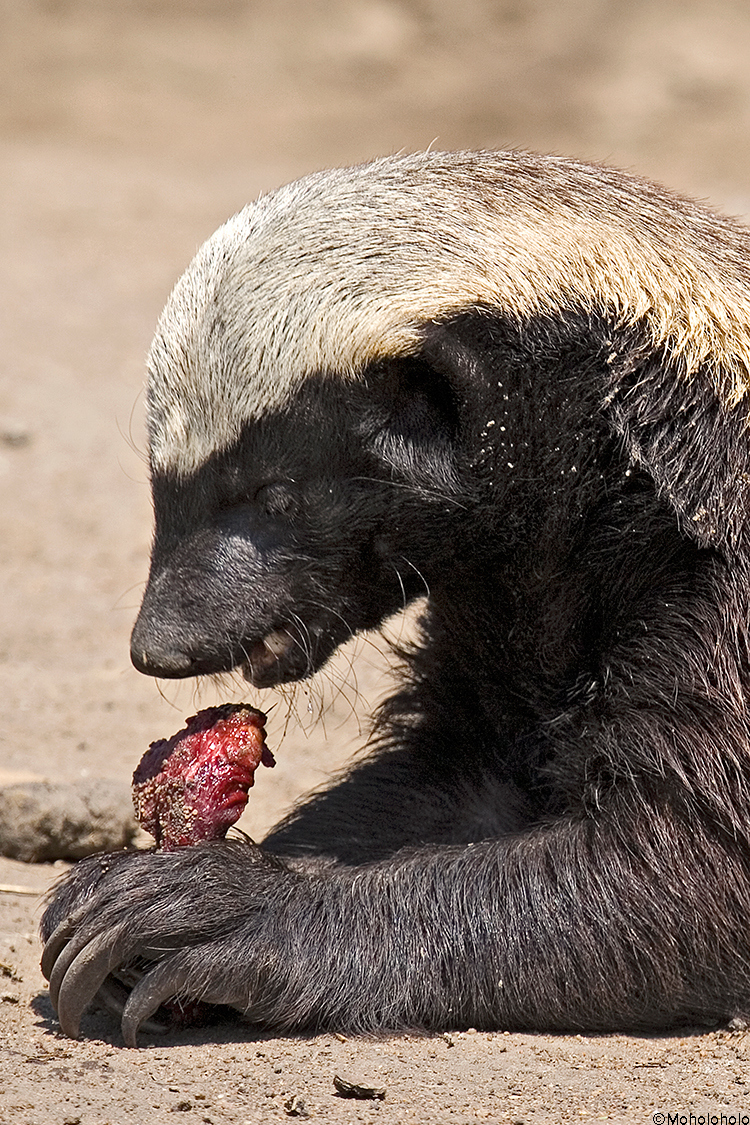 Honey badger фото