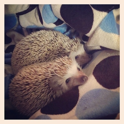 Why: Because it could also be known as the Cuddle Bowl. Or the Cute Bowl. Or the Snuggly Bowl. There's so many nickname options (as opposed to "The Big Game").Possible Con: A game might not actually occur, but who cares. I'll watch 3 hours of hedgehogs just hanging out. Even hedgehogs getting a bath. You know what, especially getting a bath.