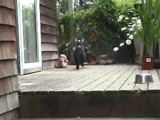 AHH look at them hop!!