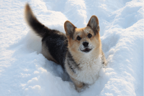 It looks so pretty outside. You are going to take like a thousand Instagrams of your dog/cat/kids/self frolicking in this fluffy white awesomeness and then go sledding, no, skiing, no, make snow angels, no, all of the above because SNOW IS HERE!