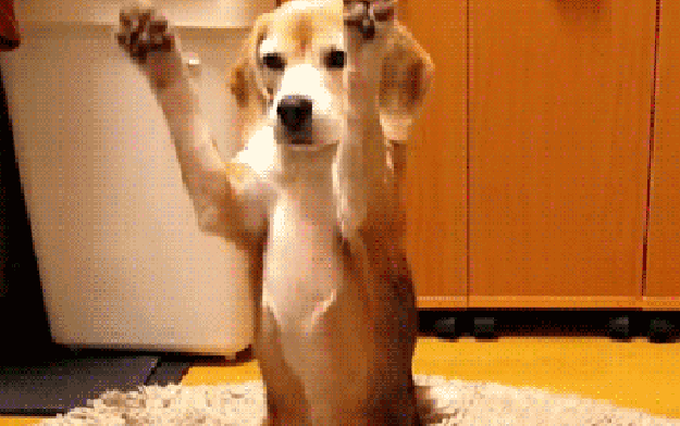 Well, paw.
