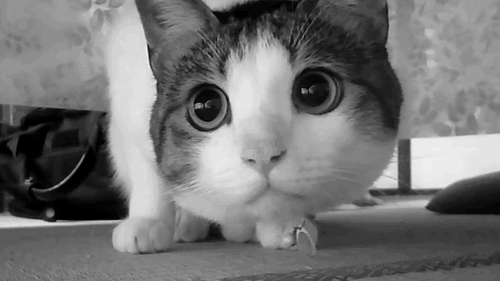 Maybe you identify with the cat's confusion, searching for meaning and direction in a world that seems to offer none. Maybe you feel better, knowing that at least your life is more together than this mute, questioning animal, or at bare minimum that you have opposable thumbs.