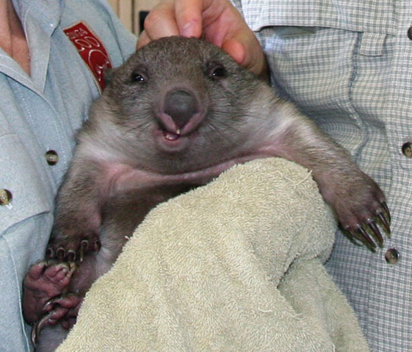 Talk about CUTE, this little wombat is so friendly and looks like he would love to strike up a conversation with you.