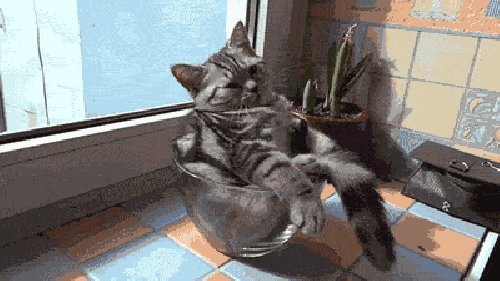 Oh, hell, no. I am this cat. I don't want to leave my bowl.