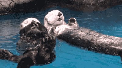 Adult Life: Whatever involves moving as little as possible in a body of water.