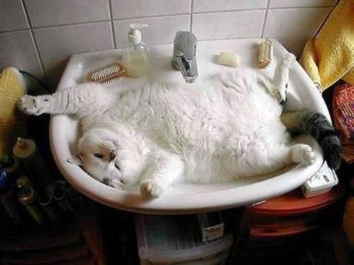 24 Cats That Really Love Sinks