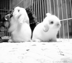 Why: First off, bunnies HOP. So much cooler than animals who run! Cute little bunnies hopping all over the field, OMG *dying of cuteness*Possible Con: If carrots are not served during the half time, a protest might occur during the second half.