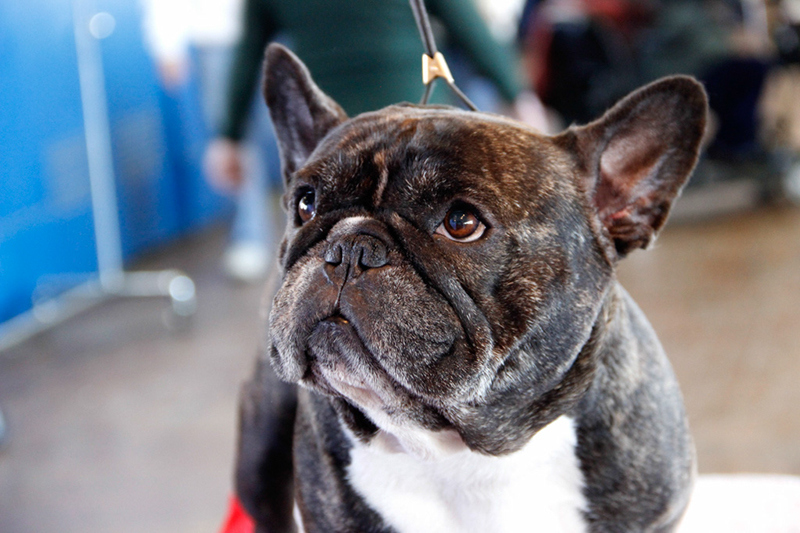 27 Beautiful Faces From The 2014 Westminster Dog Show