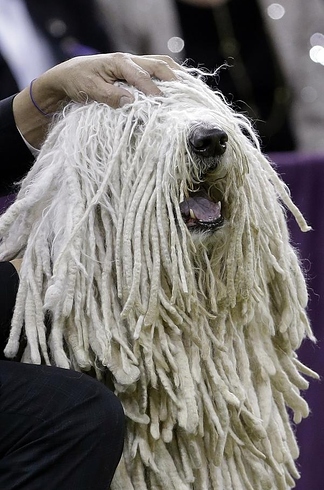 are bananas good for the komondor