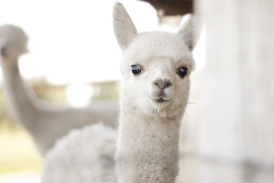 Huggable and awkward, these little fur babies are so fun and totally sweet.