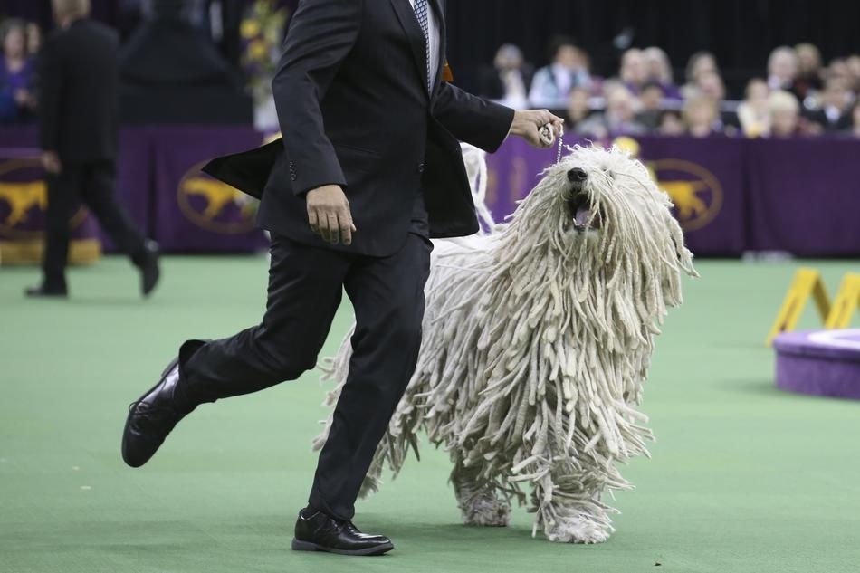 are bananas good for the komondor