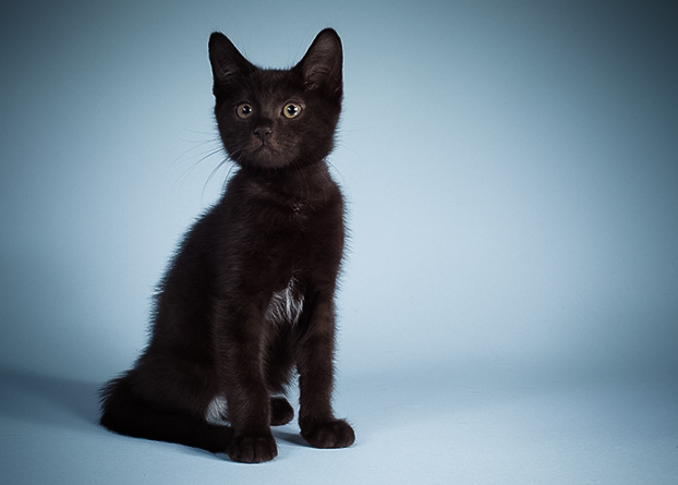 Everyone meet Mo! His fun fact is that he has a crush on JLaw. Who doesn't!? I love a kitty whose down with pop culture. Mo is a little kitty with a mature temperament. I would like to hug him and give him a million kisses.