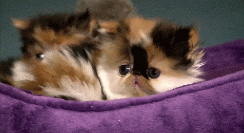*Your cat.