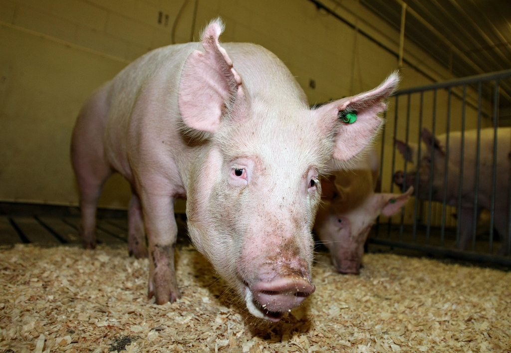 What do you do when you have too much toxic pig poop around? Genetically modify your pigs so they make cleaner poop, duh. Typical pig feed in the U.S. and Canada consists of corn and other cereal grains, which, as even humans know, aren't easy to digest. The phosphorous in these grains is a particular problem, as it comes out the other end in the form of phosphorous-laden pig poop, which can make its way into nearby water supplies. Farmers, therefore, supplement pig feed with an enzyme called phytase to help the pigs digest and absorb the phosphorous. But the added phytase doesn't do a particularly good job and the toxic poo is still a problem. Enter Canadian Enviropigs, which are engineered to make phytase themselves, making their poop a whole lot cleaner. It's worth noting that wild pigs, which aren't raised on cereal grains, don't need phytase to digest their food. “The problem isn't with the pigs," said Cathy Holtslander of Beyond Factory Farming. "The problem of hog operations polluting the water has to do with the whole industrialization scale that has been developed to raise hogs.”(Consumer resistance to the Enviropig led the University of Guelph to halt the project.)