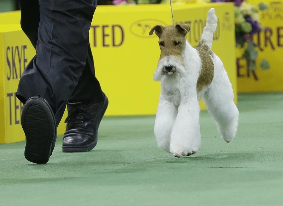 30 Pictures Of Dogs Prancing Around At The 138th Westminster Kennel Club