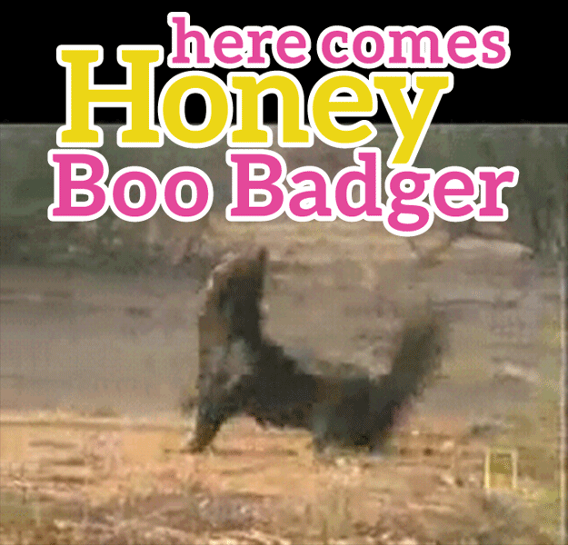 In which viewers watch in fascination as the Honey Badger goes about its daily routine. It's kind of sweet, actually!