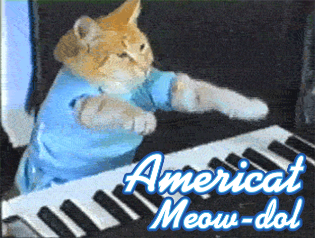 In which the most talented amateur singers and musicians subject themselves to public scrutiny and sassy criticism. Oh, and they're cats.