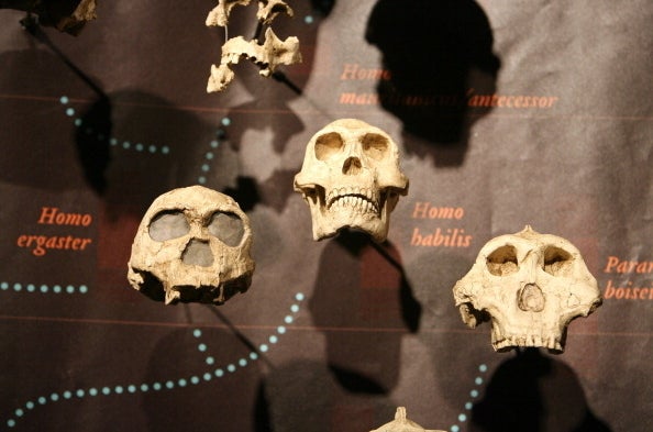 Collection of Hominid Skulls