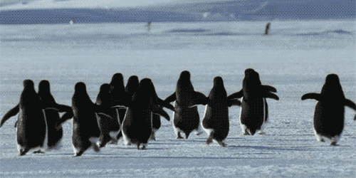 You have officially begun to believe that, if winter continues, you will magically turn into a penguin.