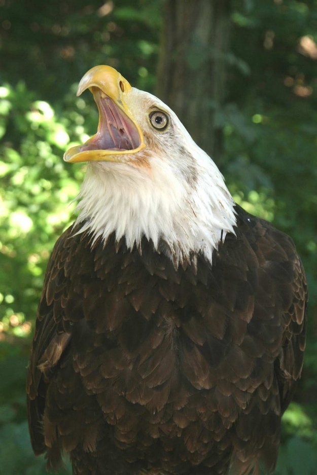 "USA! USA! WHAT DO YOU MEAN THEY'RE BOTH USA?"