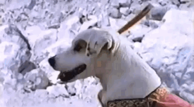 The ultimate underDOG story (get it? get it?). David, the Marsha Brady of his Israelite family, defeats a giant using a slingshot. Wishbone's sling-shotting skills teach us to never underestimate anyone, least of all ourselves.