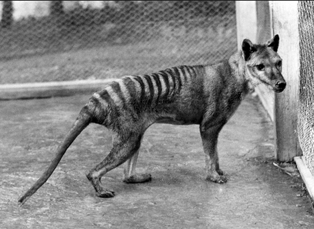 Well, this one is a bit of an anomaly. Whilst the now extinct mammal was (incorrectly) labeled a tiger it was a fairly anxiety-ridden animal. Multiple reports surfaced of the thylacine simply dying of shock soon after being captured. One redeeming feature is that it could hop on its hind legs like a legend, but only when it was anxious. Badass rating 2/10