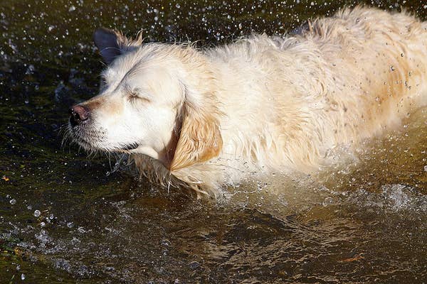 24 Things Golden Retriever Owners Know To Be True