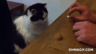 Fluffy could make you a small fortune through sponsorship and talk show appearances.