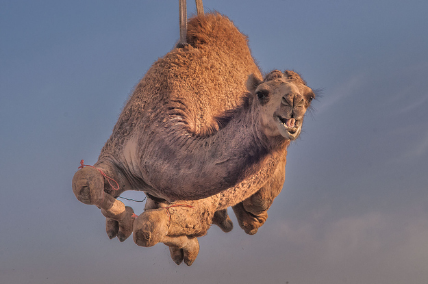 23 Camels Who Are Having The Best Day Ever