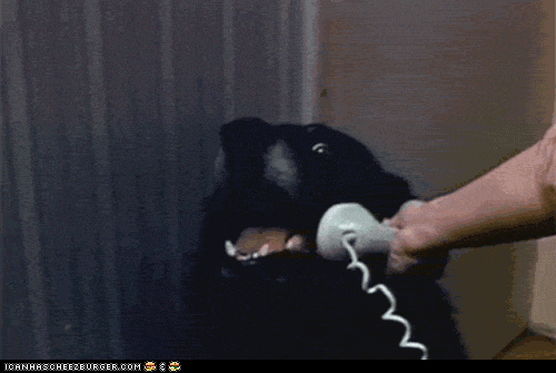 If you call their name, they run over immediately. Tail wagging and everything!