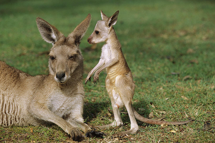 No wonder Mom Kangaroos always carry them in their pouch. They are too cute to just let go, EVER!