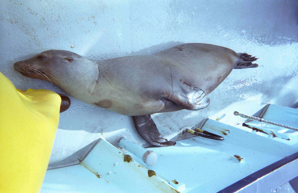See those marks along its body? That’s from being pressed against the netting. The drift gillnets in California are meant for swordfish and thresher sharks, but unlucky animals like sea lions can become captured by the long fishing nets.