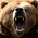 Bear6259's avatar