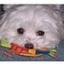 BuzzFeed profile picture for @maltese