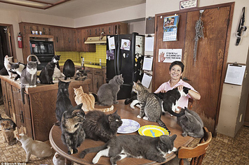 21 Signs You Are Destined To Be A Cat Lady