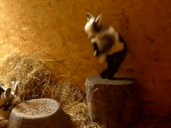 Okay so goats aren't necessarily that weird, but they're not usually lumped in with all the trendy cute animals. They SHOULD BE. I mean, fainting goats. Come on. Go see.