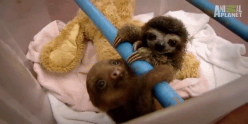 How could you call one of these adorable lil' guys a deadly sin? Maybe for being TOO CUTE. Google "bucket of sloths". I dare you.
