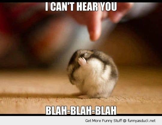 No one, that is, except for you poor animal(s) who have better hearing. But now they wish they didn't have hearing at all.