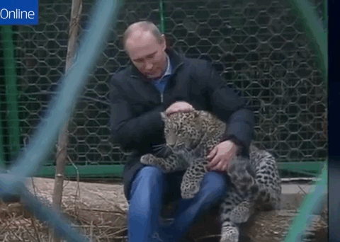 Zoologist Putin really loves animals. He'll teach you to treat them better than humans.