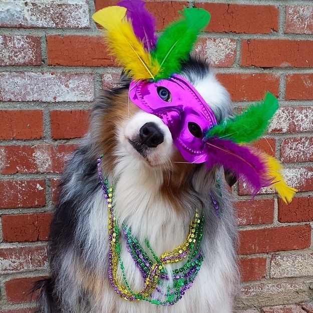 21 Dogs In Their Mardi Gras Finest