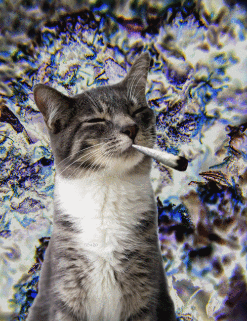 13 GIFs Of Cats Tripping On Catnip