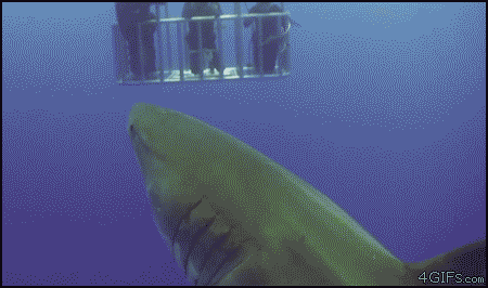 "This is the only time a Carnival cruise sounds like an appealing alternative. Sharks are only attracted to blood, right?"